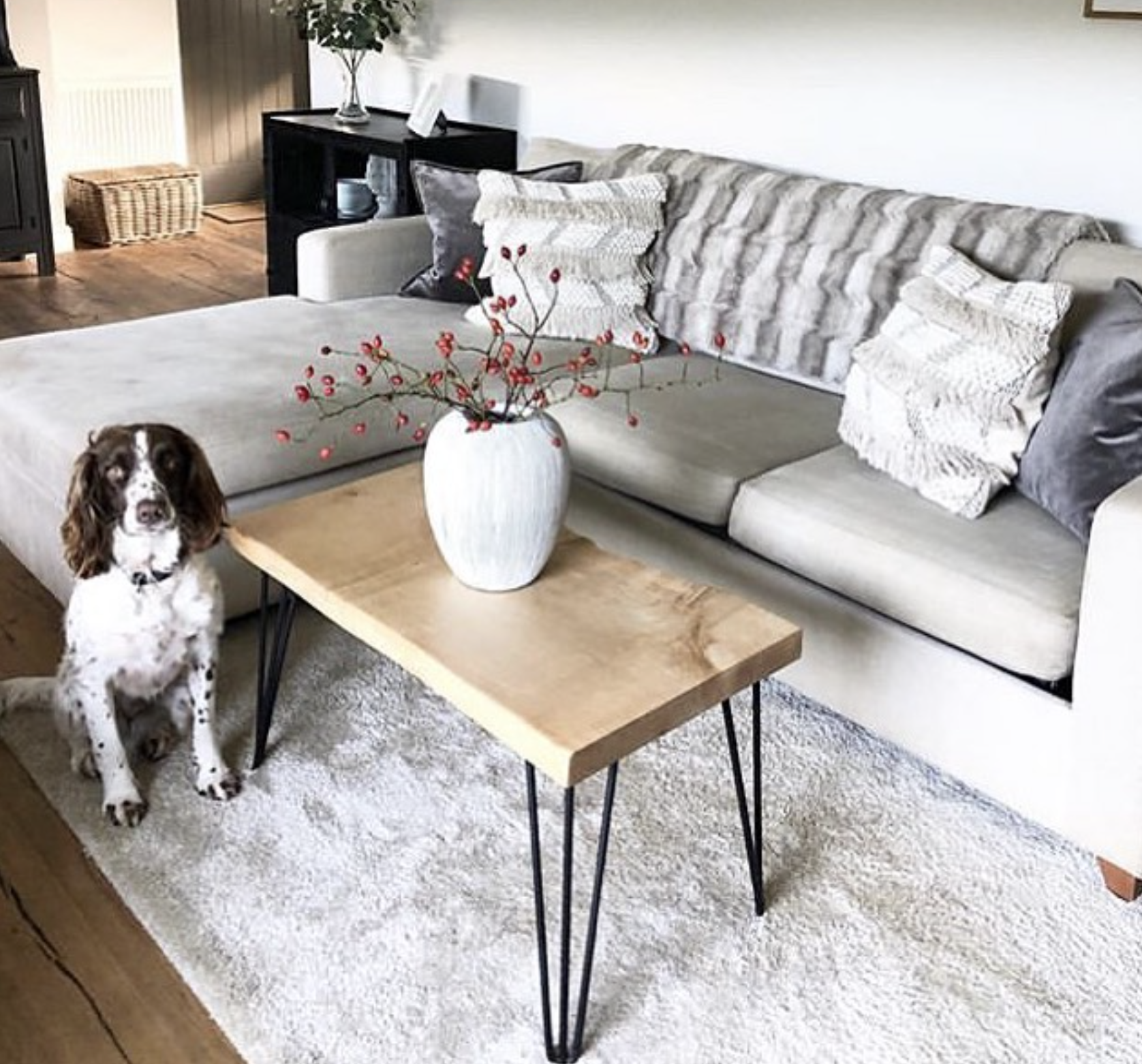 A Guide For Pet Owners on How to Find A Pet-Friendly Sofa